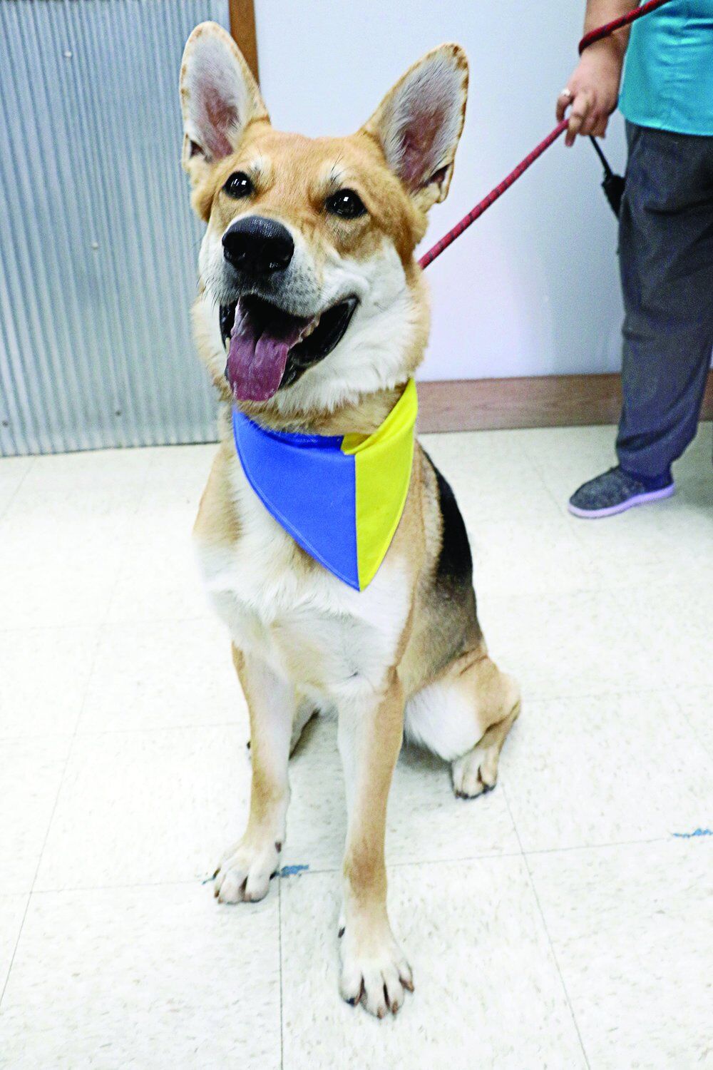 Ukraine pets::1